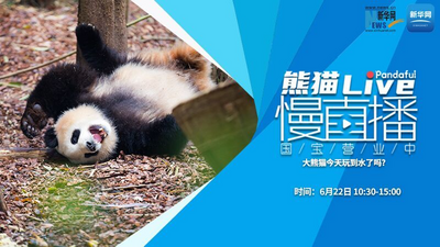 熊猫慢直播：大熊猫今天玩到水了吗？