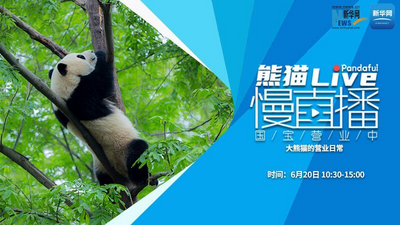 熊猫慢直播：大熊猫的营业日常