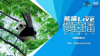 熊猫慢直播：大熊猫的慢生活