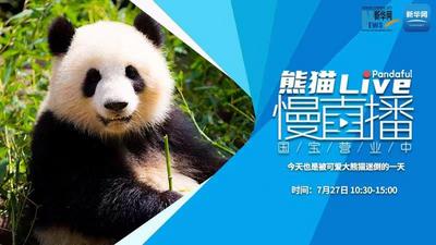 熊猫慢直播：今天也是被可爱大熊猫迷倒的一天