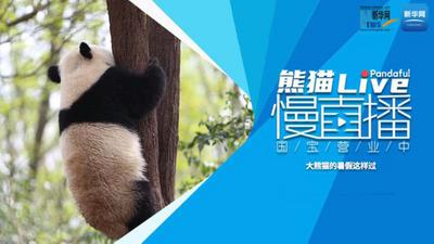 熊猫慢直播：大熊猫的暑假这样过