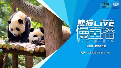 熊猫慢直播：大熊猫一家子的日常