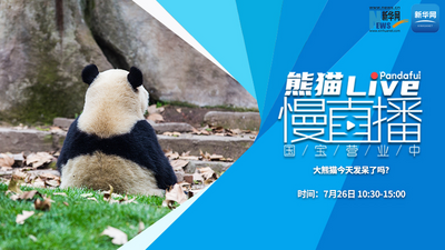 熊猫慢直播：大熊猫今天发呆了吗？