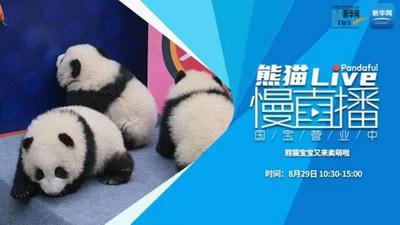 熊猫慢直播：熊猫宝宝又来卖萌啦
