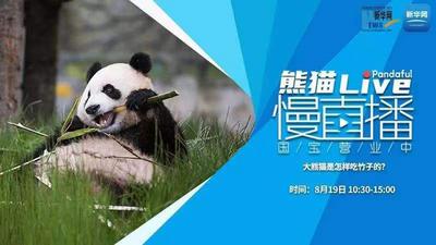 熊猫慢直播：大熊猫是怎样吃竹子的？