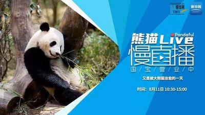 熊猫慢直播：又是被大熊猫治愈的一天