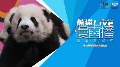 熊猫慢直播：谁能拒绝可爱的熊猫宝宝