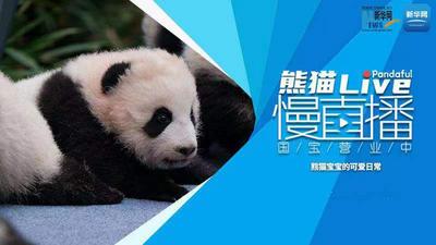 熊猫慢直播：熊猫宝宝的可爱日常