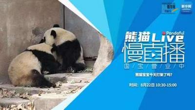 熊猫慢直播：熊猫宝宝今天打架了吗？