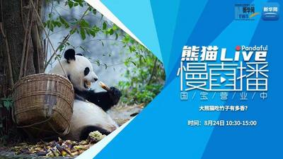熊猫慢直播：大熊猫吃竹子有多香？