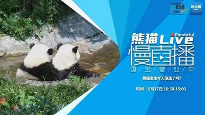 熊猫慢直播：熊猫宝宝今天泡澡了吗？