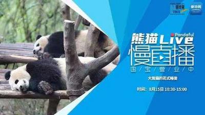 熊猫慢直播：大熊猫的花式睡姿