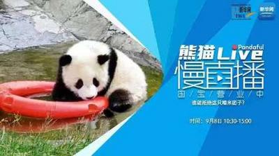 熊猫慢直播：谁能拒绝这只糯米团子？