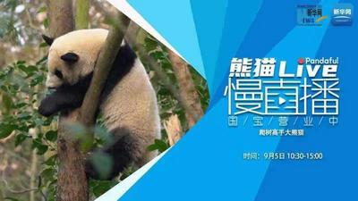 熊猫慢直播：爬树高手大熊猫