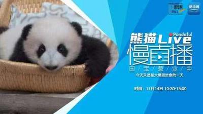 熊猫慢直播：今天又是被大熊猫治愈的一天