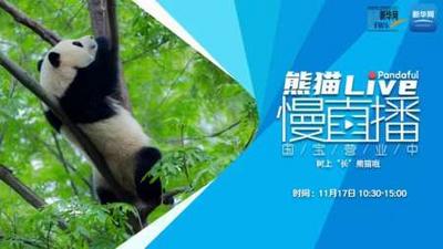熊猫慢直播：树上“长”熊猫啦