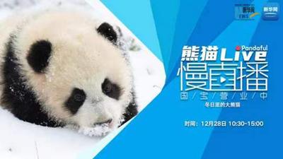 熊猫慢直播丨冬日里的大熊猫