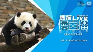 熊猫慢直播丨来看今日份的可爱大熊猫