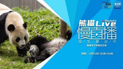 熊猫慢直播丨熊猫母子的营业日常