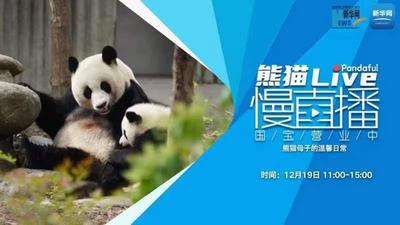 熊猫慢直播丨熊猫母子的温馨日常
