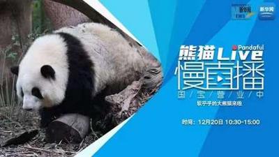 熊猫慢直播丨软乎乎的大熊猫来啦
