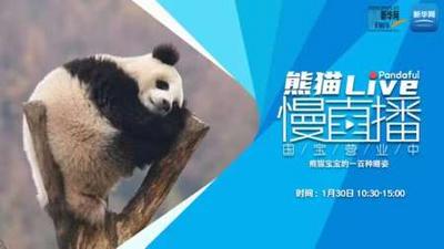 熊猫慢直播｜熊猫宝宝的一百种睡姿