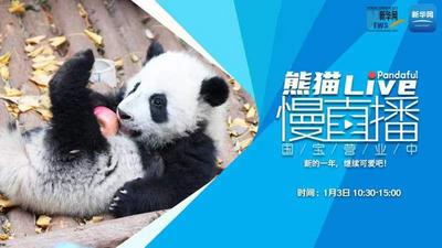 熊猫慢直播丨新的一年，继续可爱吧！