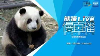 熊猫慢直播｜毛茸茸的熊猫宝宝