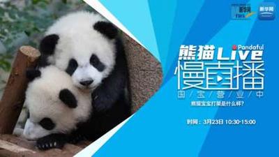 熊猫慢直播丨熊猫宝宝打架是什么样？