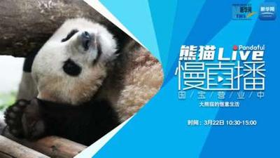 熊猫慢直播｜大熊猫的惬意生活