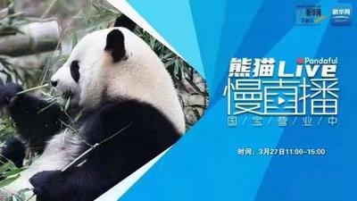 熊猫慢直播｜熊猫宝宝的欢乐时光