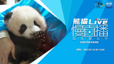 熊猫慢直播丨超萌的芝麻汤圆来啦