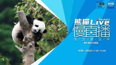 熊猫慢直播丨春日里的大熊猫