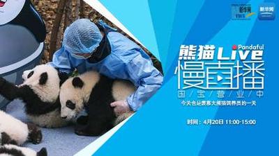 熊猫慢直播丨今天也是羡慕大熊猫饲养员的一天
