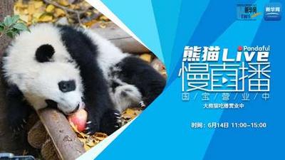 熊猫慢直播丨大熊猫吃播营业中