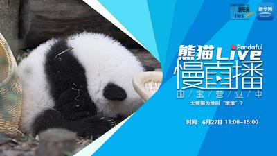 熊猫慢直播丨大熊猫为啥叫“滚滚”？