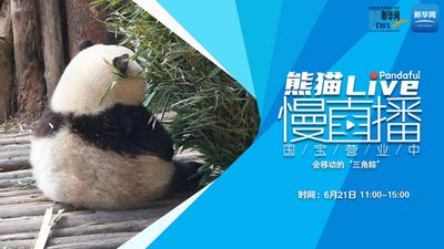 熊猫慢直播｜会移动的“三角粽”