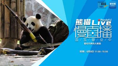 熊猫慢直播｜爱吃竹笋的大熊猫