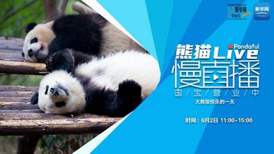 熊猫慢直播丨大熊猫快乐的一天