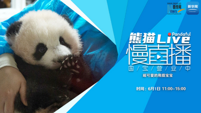 熊猫慢直播丨超可爱的熊猫宝宝