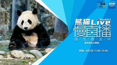熊猫慢直播｜爱泡澡的大熊猫