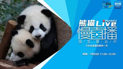 熊猫慢直播｜今天也是超治愈的一天