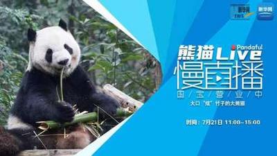熊猫慢直播｜大口“炫”竹子的大熊猫