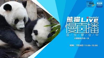 熊猫慢直播丨大熊猫母子的一天