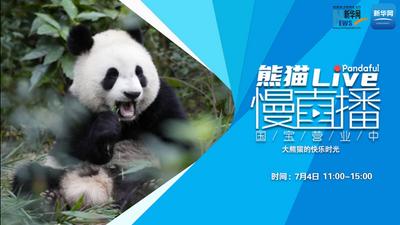 熊猫慢直播｜大熊猫的快乐时光