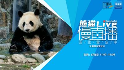 熊猫慢直播丨大熊猫也爱玩水