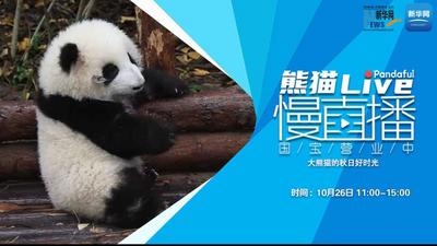 熊猫慢直播丨大熊猫的秋日好时光