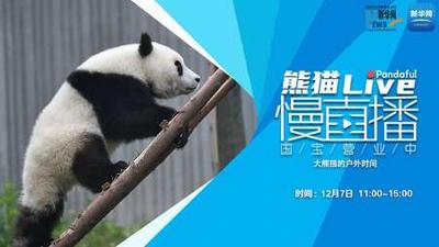 熊猫慢直播丨大熊猫的户外时间