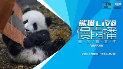 熊猫慢直播丨可爱的大熊猫