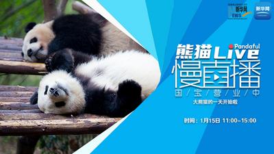 熊猫慢直播丨大熊猫的一天开始啦